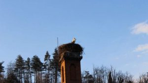 Щъркелът-символ се завърна в Трявна по-рано от обикновено