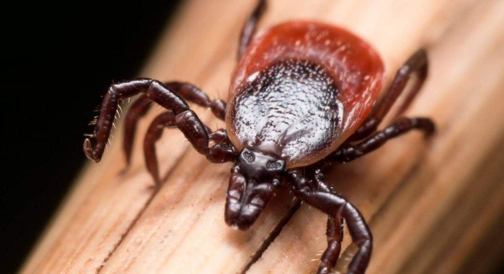 Варна стартира мащабна кампания срещу кърлежите от 1 април