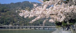 Започна сезонът на цъфналите вишни в Япония