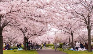 Започна сезонът на цъфналите вишни в Япония