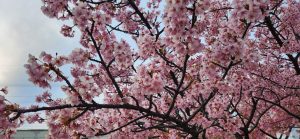 Започна сезонът на цъфналите вишни в Япония