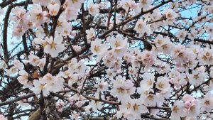 Слънчев понеделник с температури до 18 градуса