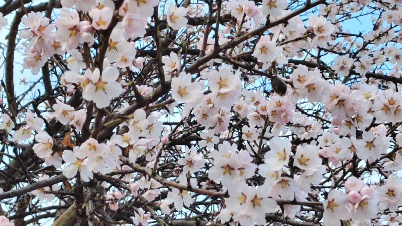 Слънчев понеделник с температури до 18 градуса