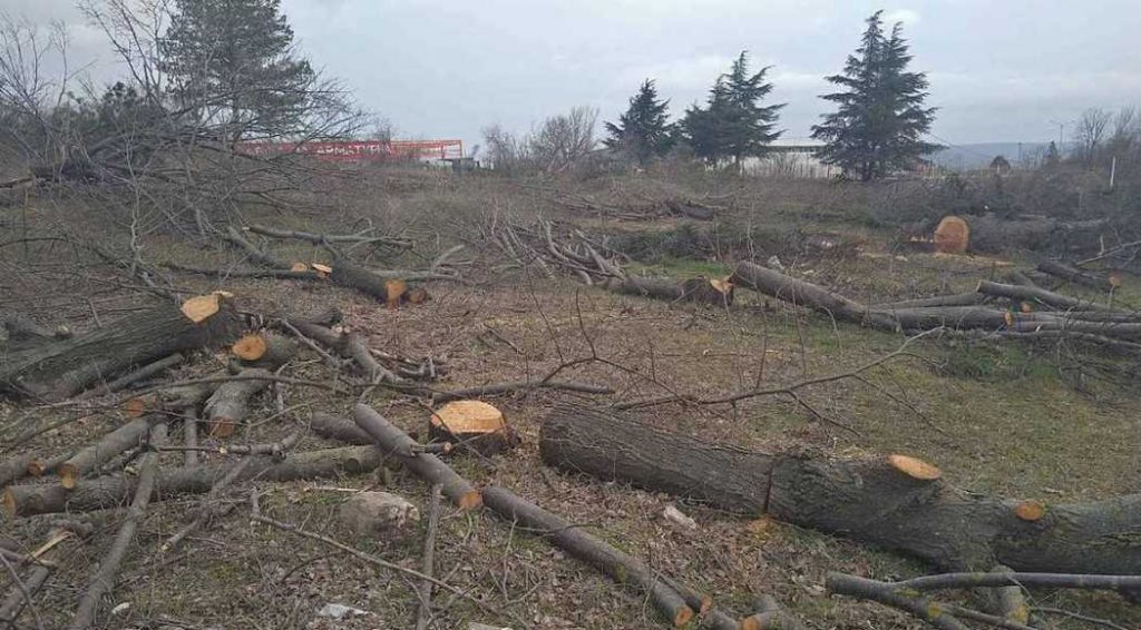 Случаят с украинската КУБ и „Баба Алино“: държавата потвърди незаконна сеч и строежи край Варна