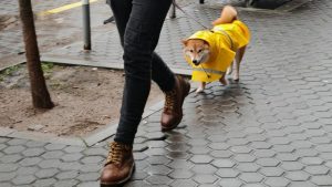 Облачен и дъждовен четвъртък