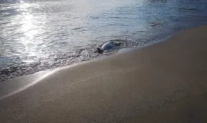 Мъртви делфини и редки птици край Шабла, институциите проверяват причините