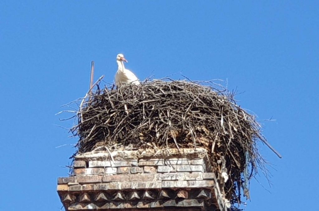 Щъркелът-символ се завърна в Трявна по-рано от обикновено