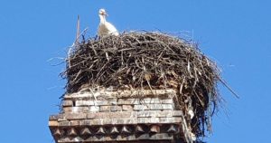 Щъркелът-символ се завърна в Трявна по-рано от обикновено