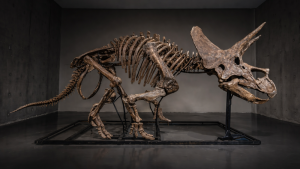 Динозавър за милиони: скелет на трицератопс излиза на търг