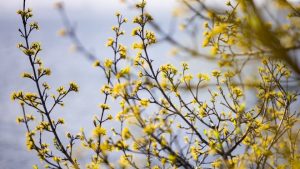 Предимно слънчево на изборите