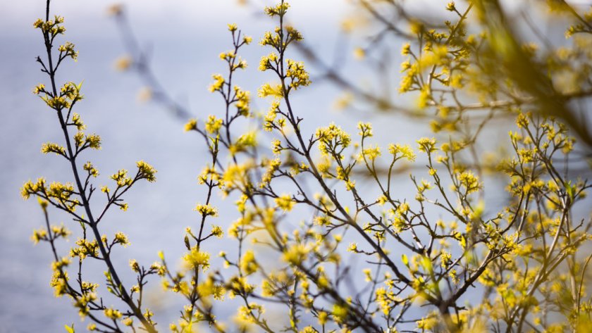 Предимно слънчево на изборите