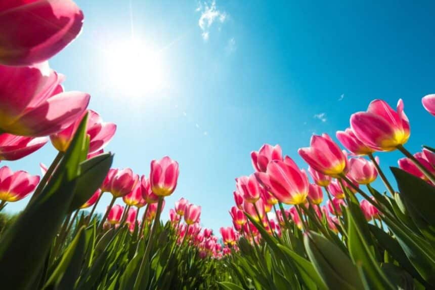 Слънце и над 20° за Цветница