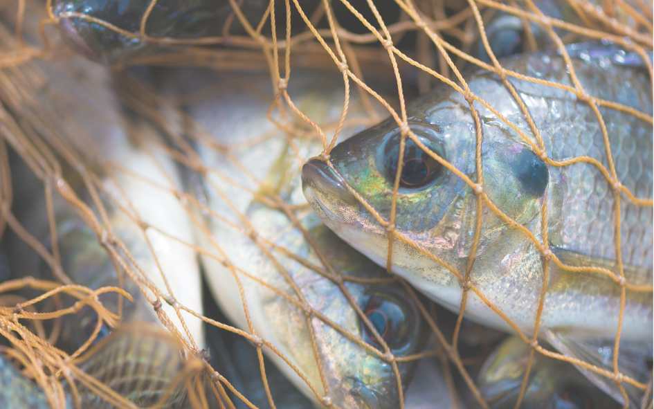 В сила е забраната за риболов през размножителния период