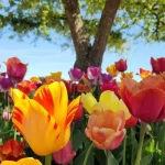 Слънце в сряда