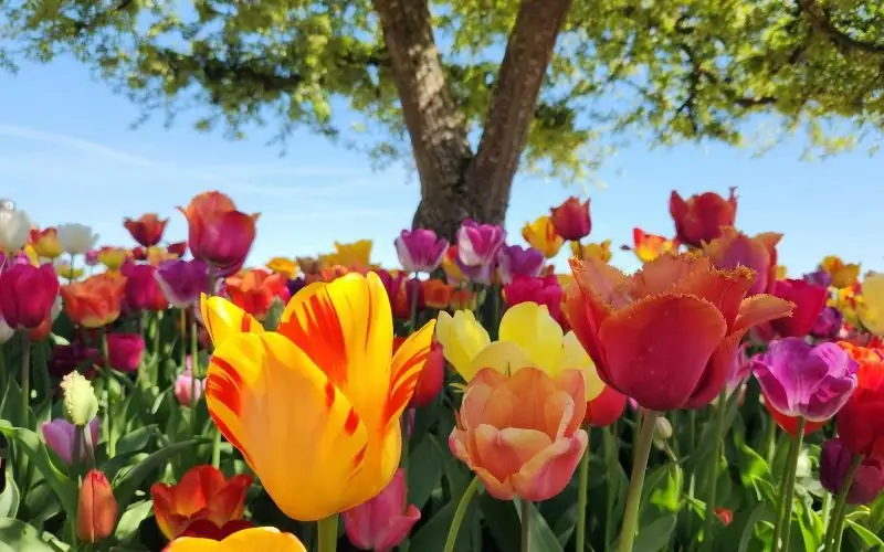 Слънце в сряда