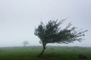 Жълт код за силен вятър в цяла България, идва рязко застудяване