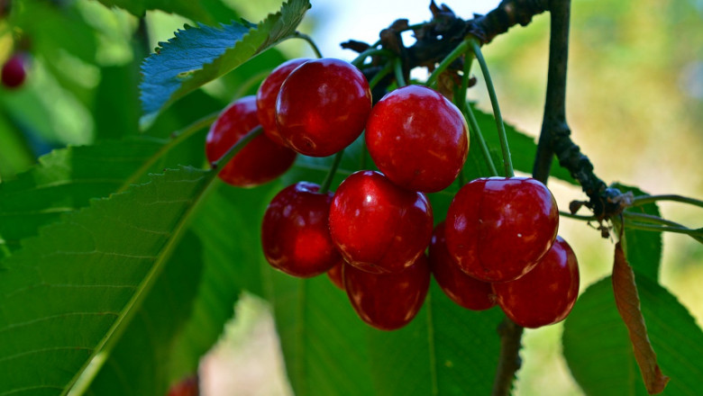 Слани унищожиха почти цялата черешова реколта в Кюстендилско