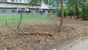 Дете е с мозъчно сътресение след падане на клон до стадион "Тича" във Варна