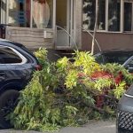 Клон се стовари на сантиметри от майка с малко дете в центъра на Варна