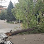 Клон падна върху мъж в Сливен, той е приет в болница с политравма